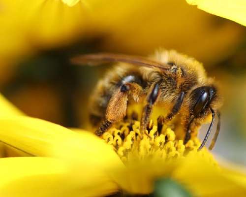Hunajata Hunajata – vuosi hunajakummina