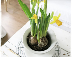 Narcissus kevään merkki