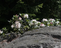 Rhododendron eli alppiruusut