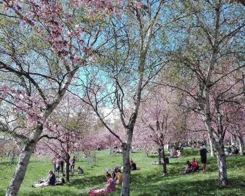 Hanami ja kirsikkapuut - Hanami and cherry trees