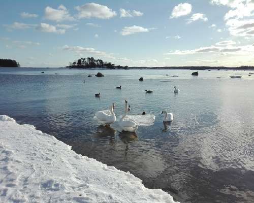 Kallahdenniemen joutsenet - Swans by the sea