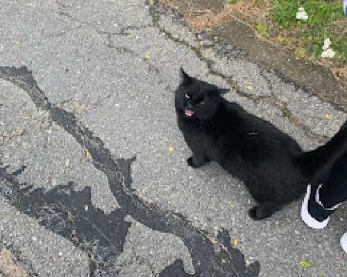 Mustan kissan tassut