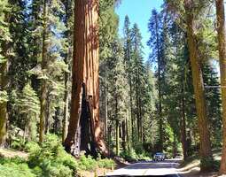 Jättiläisiä Kaliforniassa – Sequoia & Kings C...