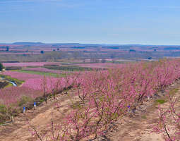 Pinkkeinä kukkivat hedelmäpuut – Aitona Katal...