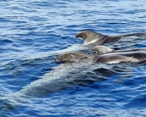 Delfiiniretki Teneriffalla