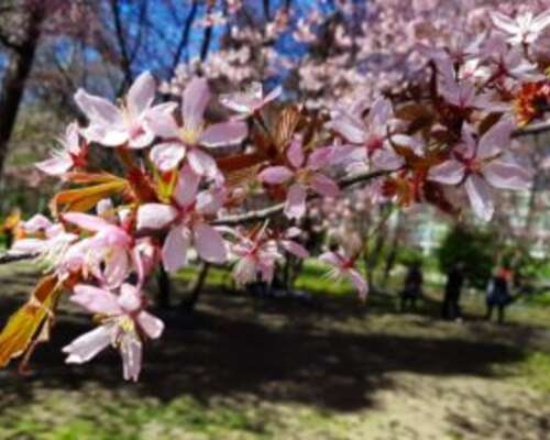 Kukat valloittivat Roihuvuoren kirsikkapuiston