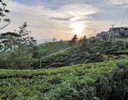 Sri Lanka – stop over Nuwara Eliyan teeplanta...