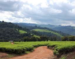 Tansania vuoristossa Mufindissa teeviljelmien...