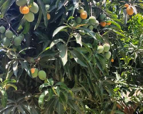 Mangopuu