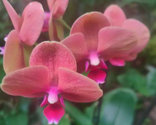 Orkideoita ja suomalaisia juttuja