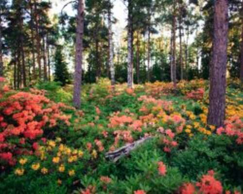 Kukkaterkut Helsingistä: Haagan alppiruusupuisto