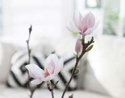 Oodi magnolialle
