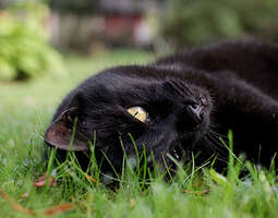 Mustan kissan paksut posket