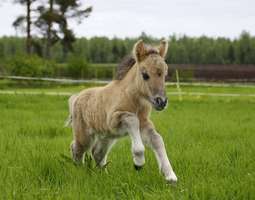 Shetland Pony foalings – results of the study