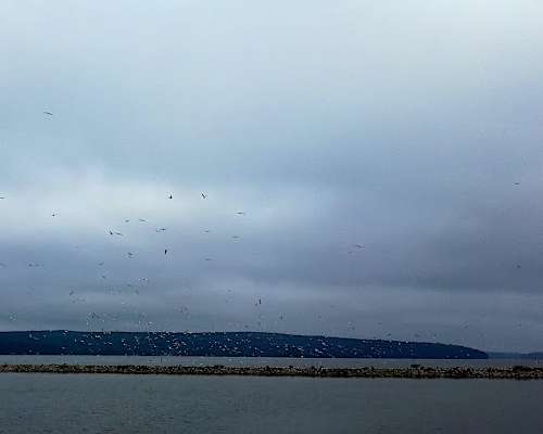 A very big flock of Gulls