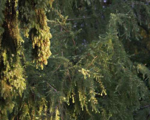 Picea omorika ‘Pendula’, riippaserbiankuusi