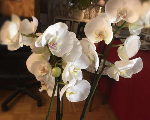 Orkideain aika