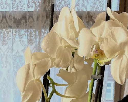 Ystävänpäivän orkidea