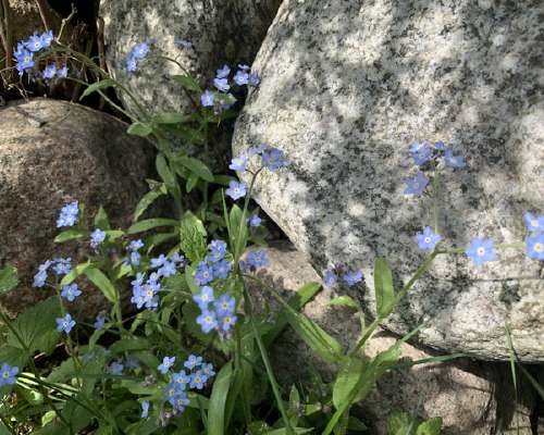 forget-me-not/Lemmikki - how could we not forget