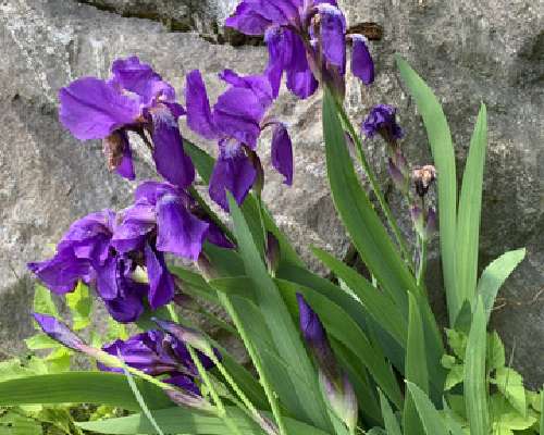 Kurjenmiekka/Iris bursting violet vibres