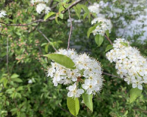 Pilvikirsikka/Pin Cherry is blossoming