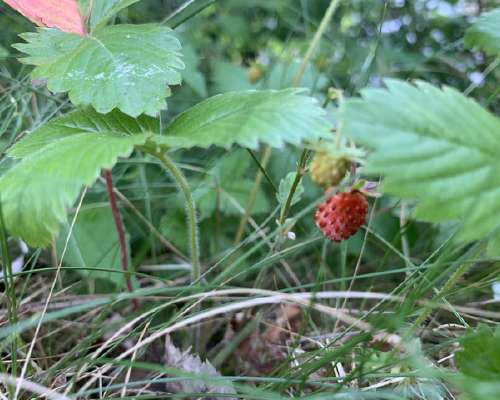 Wild strawberries - aho-/kuukausimansikka sta...