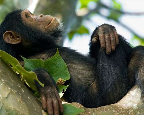 Adolescent Humans and Chimpanzees Share Risk-...
