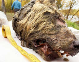 ”40 000 vuotias” susi löydettiin Siperiasta