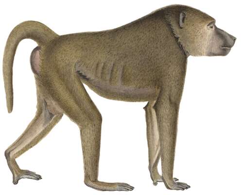 Apinat taas halkoivat merta - evolutionistien...