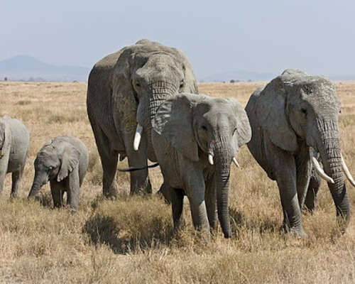 Elefantit lannoittavat karjamaata