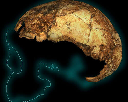 Kahden miljoonan vuoden ikäinen Homo erectus ...