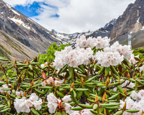 Kauniit puutarhakukat kukkivat Himalajan rint...