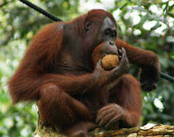Orangutangi, jolla on ihmisoikeudet, siirretä...