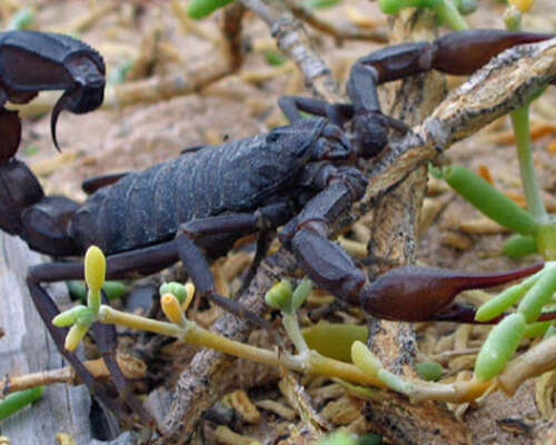 Skorpionit valmistavat suoja-ainetta suojautu...