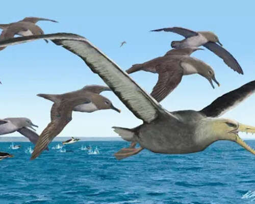 Suuret linnut pimittivät Etelämantereen
