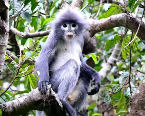 Uusi apinalaji löytyi Myanmarista