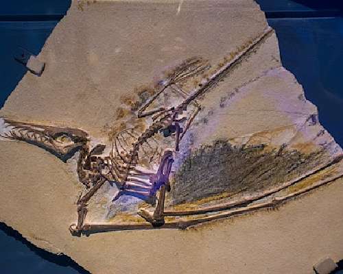 Lentävän lohikäärmeen fossiili löydettiin Chi...