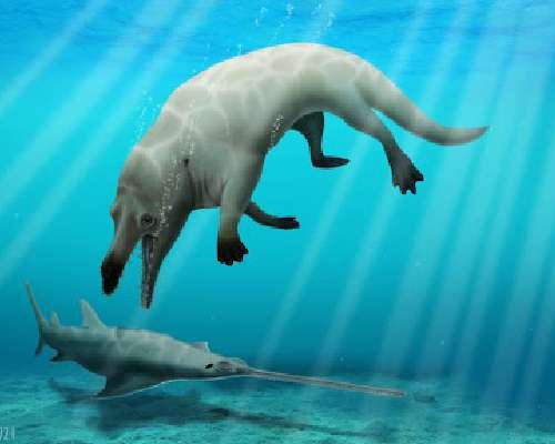 Nelijalkaisen valaan esi-isältä puuttuvat jalat