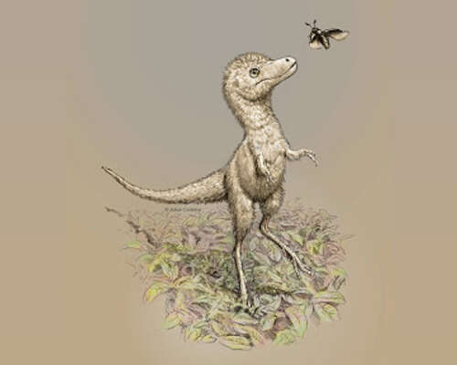 Tyrannosauruksella ei ollut höyheniä