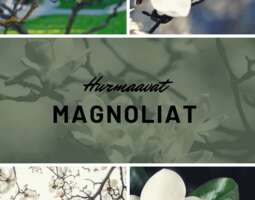 Magnoliaa pihalle ja makuuhuoneeseen