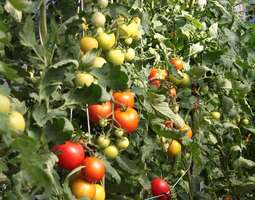 Helpot ohjeet tomaatin kasvatukseen