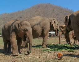 Elephant Nature Park Chiang Maissa – kovia ko...