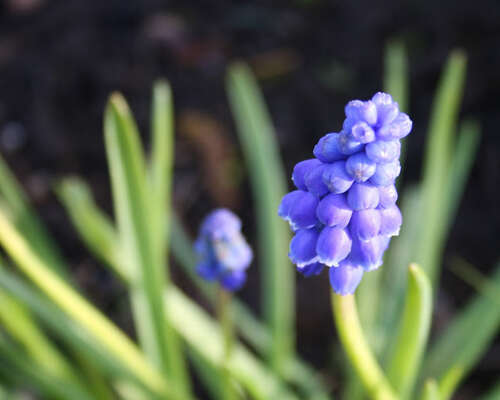 Ne kevään toiset siniset kukkijat