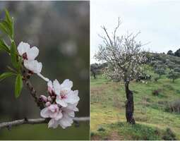 When Do Almond Trees Bloom?