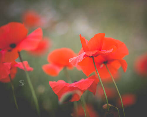 Tuoksutorstai: Flower by Kenzo Poppy Bouquet ...