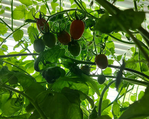 Ensimmäiset omat tomaatit syöty