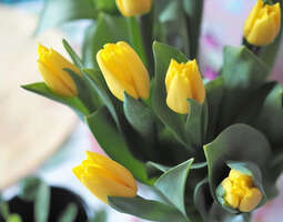 Tulppaanit tuovat kevään ja pääsiäistunnelman