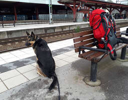 Reissaaminen koiran kanssa
