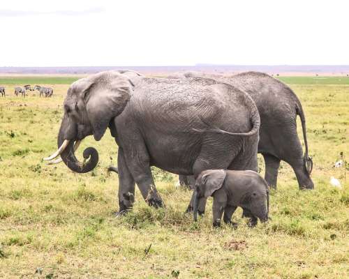 Amboselin kansallispuisto on upea safarikohde...