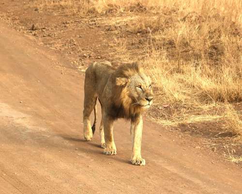 Ensimmäinen safari Keniassa – Nairobin kansal...